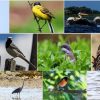 Ziua Internaţională a Păsărilor 2021