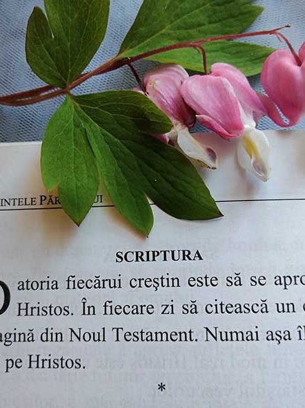 Citatul de duminică din Cuvintele părintelui Justinian (14 noiembrie 2021)