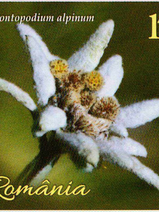 Jurnalul filatelic – Floare de colț – 26-06-2024