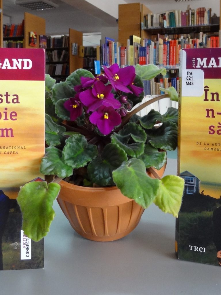 recomandare-lectura-multiculturalia-in-seara-asta-n-avem-voie-sa-plangem